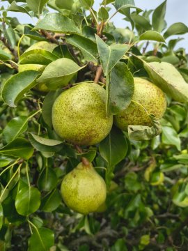 Peren in perenboom