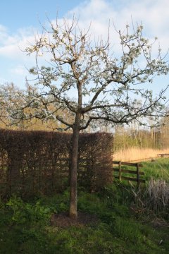 Hoogstam perenboom