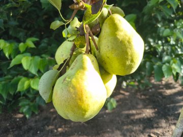 Williams peren in perenboom
