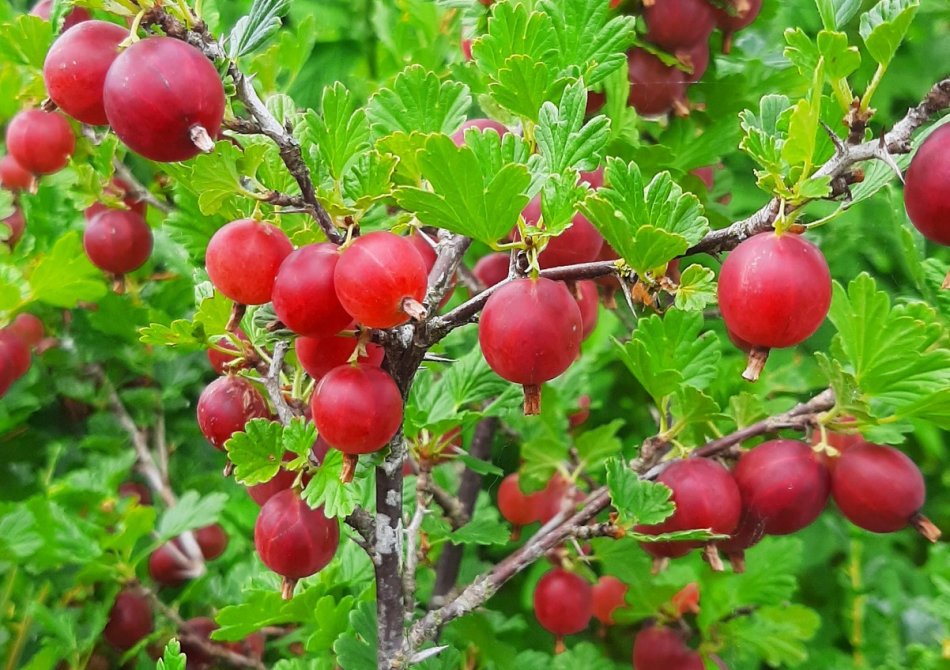 Kruisbes 'Spinefree'