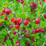 Kruisbessenstruik 'Spinefree'