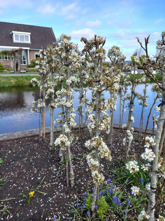 Zuilperenboom Benita