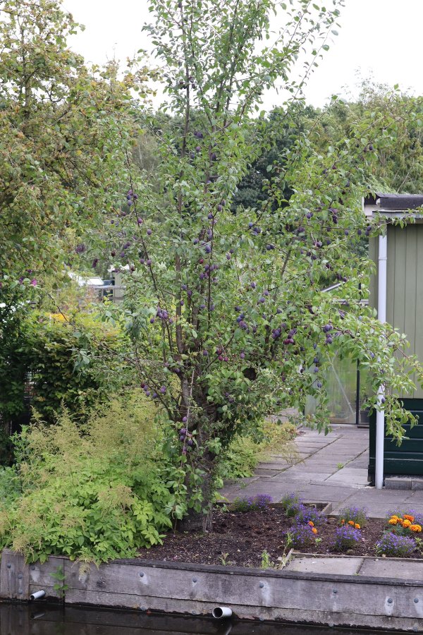 Een laagstam pruimenboom moet je elk jaar goed snoeien, anders wordt deze te hoog. Laagstam pruimenboom