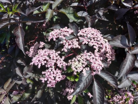 Vlierbes Black Beauty bloemen