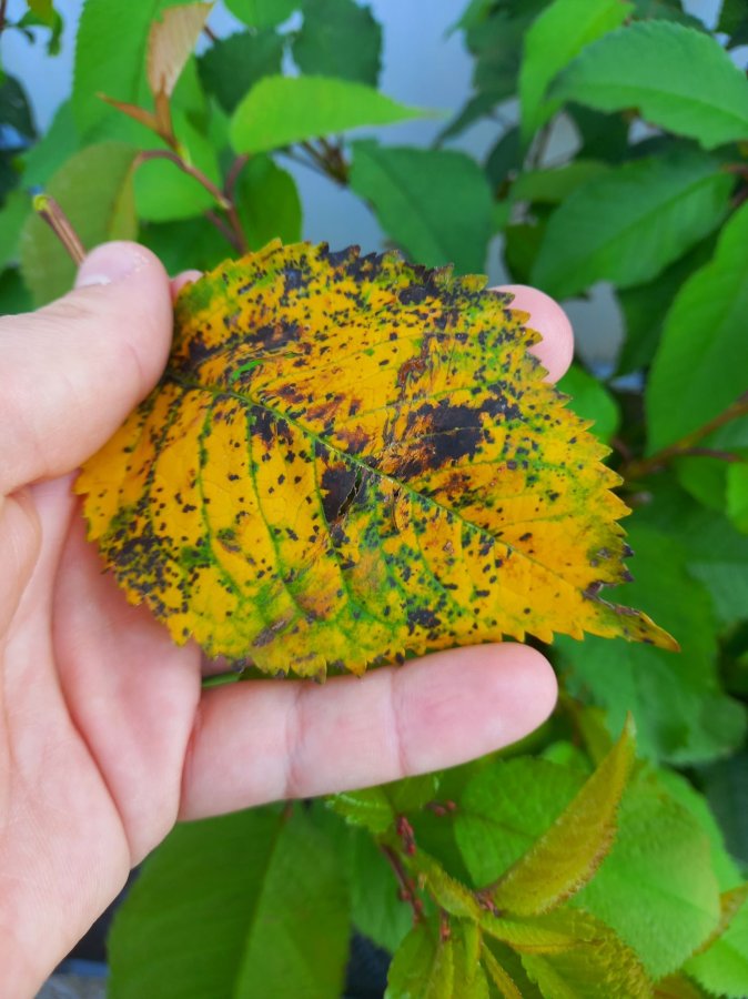 Gevorderde aantasting blad kers door bladvlekkenziekte
