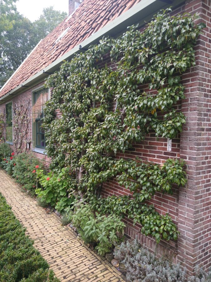 Lei perenboom tegen een muur aan