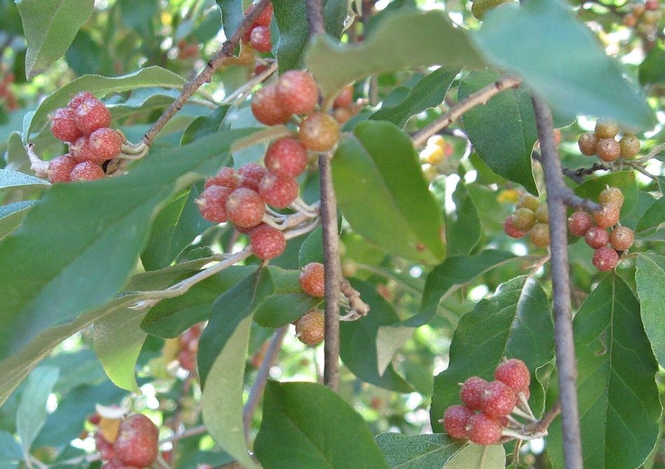 Zilverbes 'Brilliant Rose'