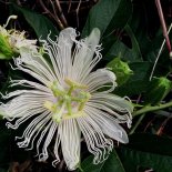 Bloesem van Passievrucht 'Snowstar' ®