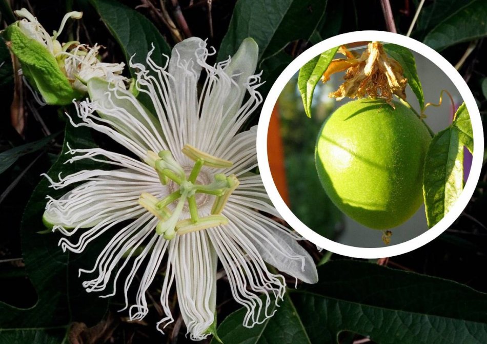 Passievrucht 'Snowstar' ®