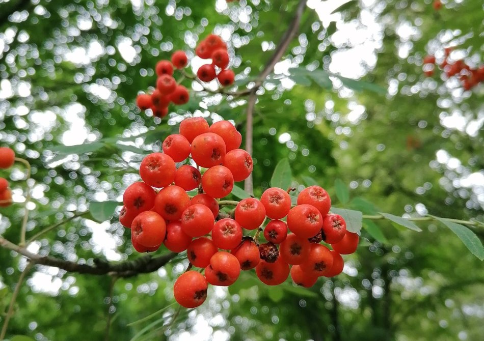 Peerlijsterbes 'Rubinovaja'