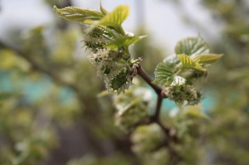 Bloemen van de moerbeiboom