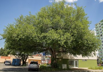 Een oude witte moerbeiboom