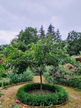 Moerbeiboom in park