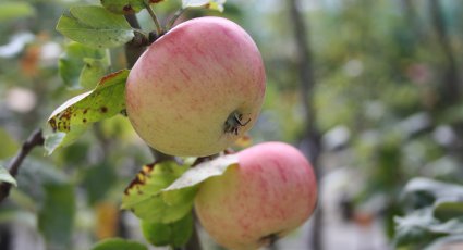 Appelboom 'Jacques Lebel' - vanaf € 19,99 - Consumptieappelbomen