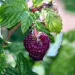 Rubus 'Boysonbes'