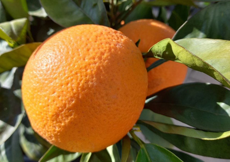 Sinaasappel 'Orangin'