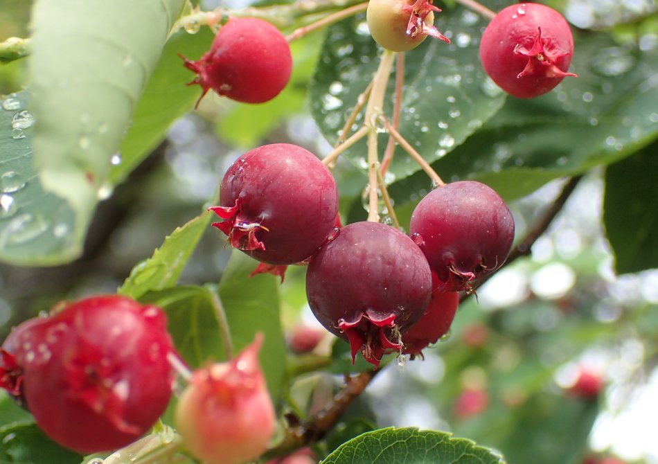 Krentenboom 'Prince William'