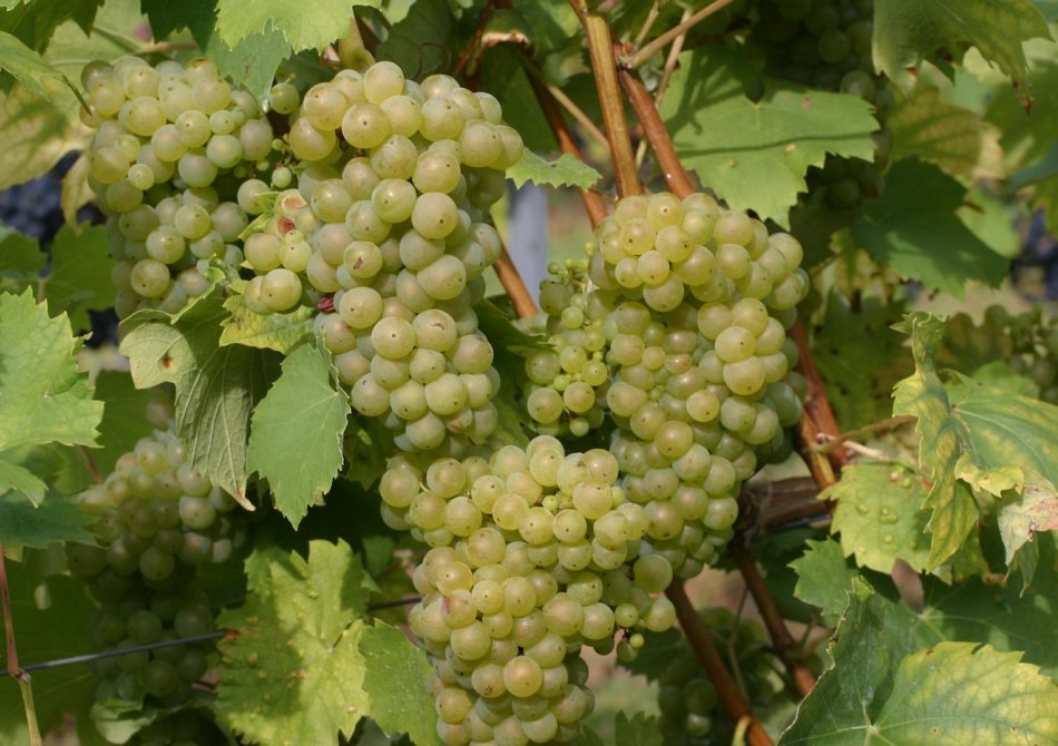 Compacte druif 'Pixie Riesling'