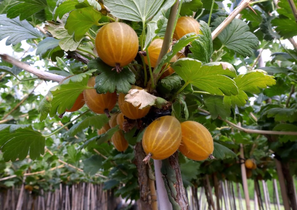 Kruisbes 'Dagmar'