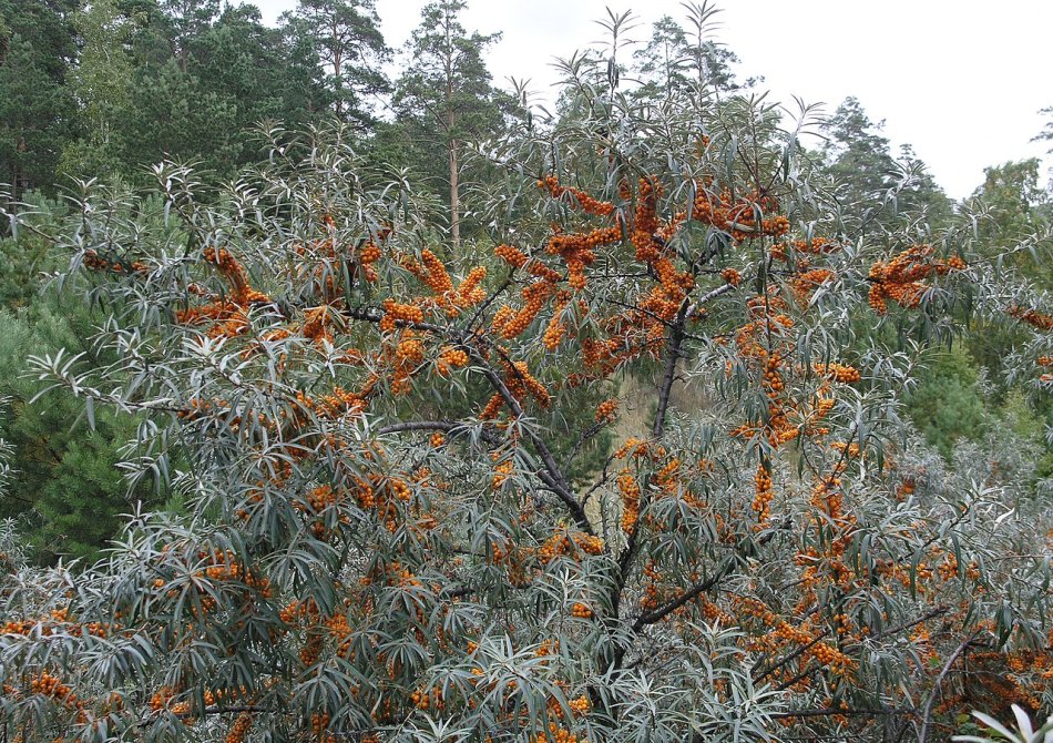 Duindoorn 'Sandora'