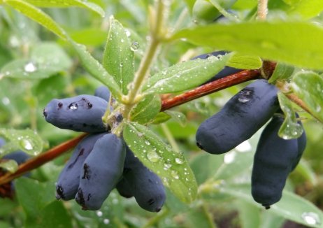 Honingbes 'Blue Pacific' ®