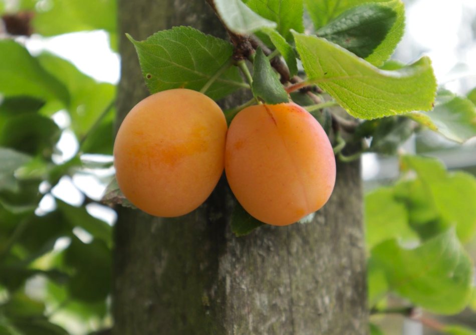 Aprimira