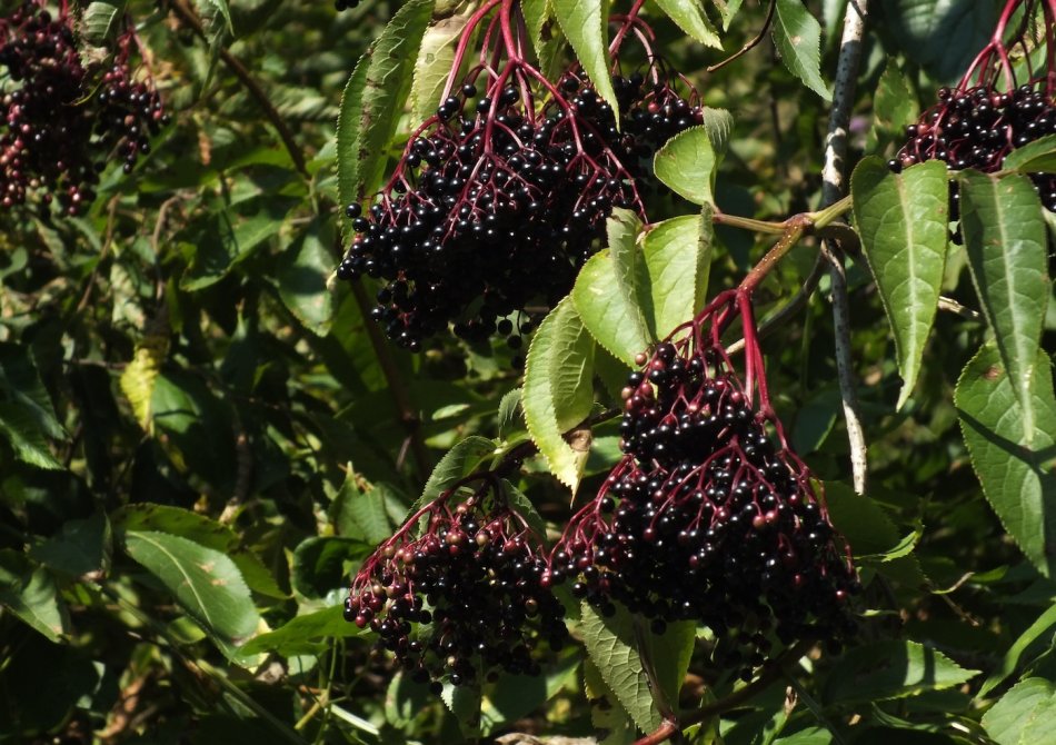 Vlierbes 'Haidegg 17' ®