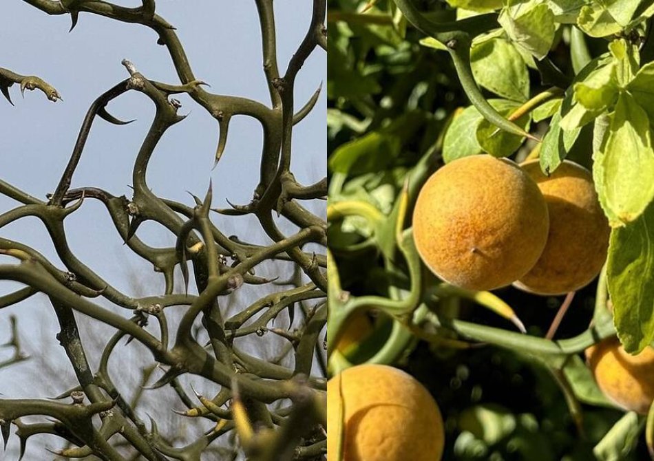 Winterharde citroen 'Flying Dragon'