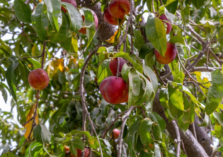 Nectarine 'Early Blaze'