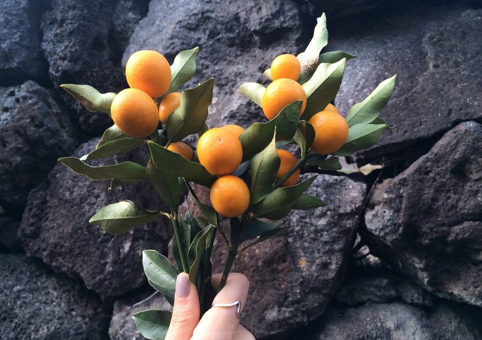 Kumquat 'Fukushu'