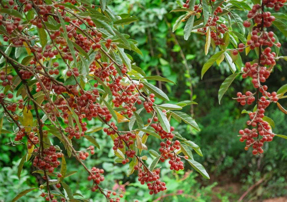 Zilverbes 'Sweet ’n Tart'