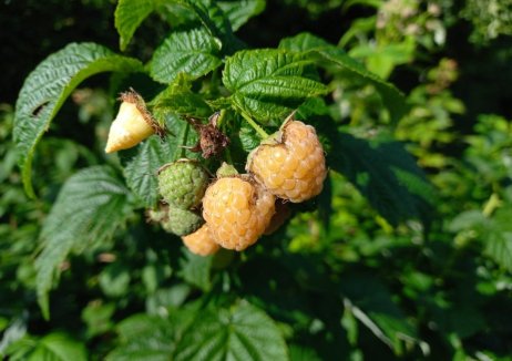 Framboos Twotimer® 'Sugana Yellow'