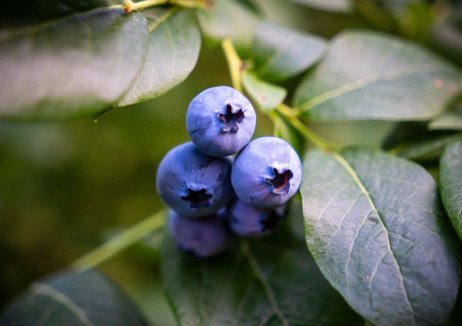 Blauwe bes 'Grover'