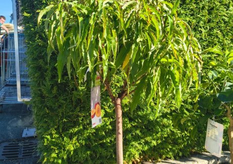 Dwergnectarine 'Arcadia® Rubis ®'