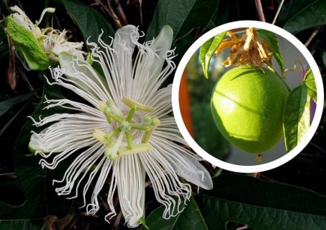 Passievrucht 'Snowstar' ®