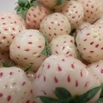 Aardbei ‘Pineberry’