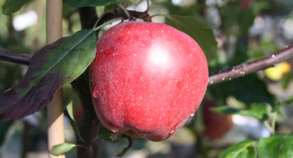 Appelboom 'Gloster' - vanaf € 16,99 - Consumptieappelbomen