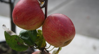 Appelboom 'Groninger Kroon' - vanaf € 18,99 - Consumptieappelbomen