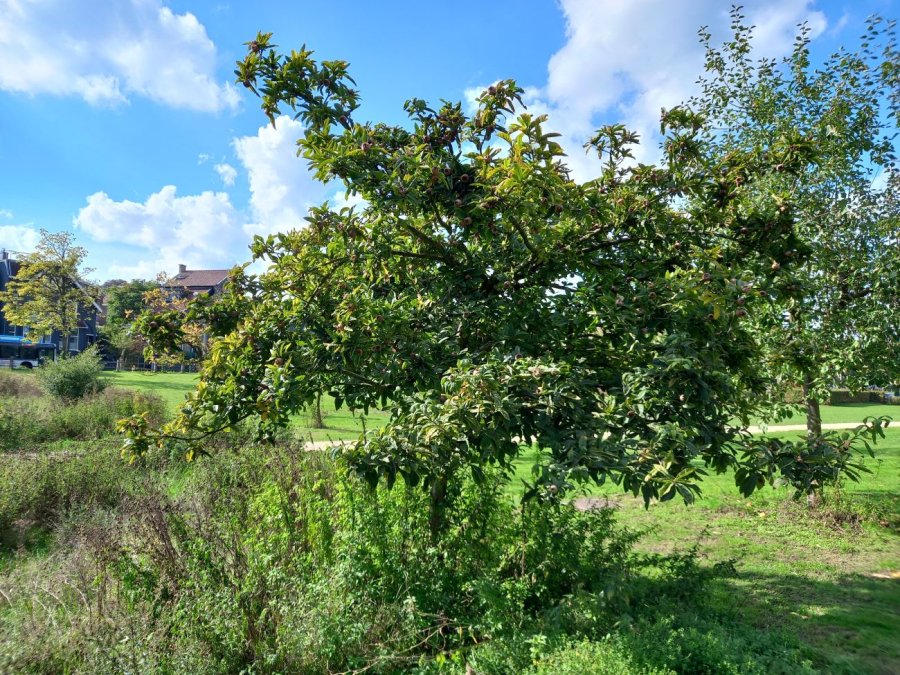 Volwassen mispelboom