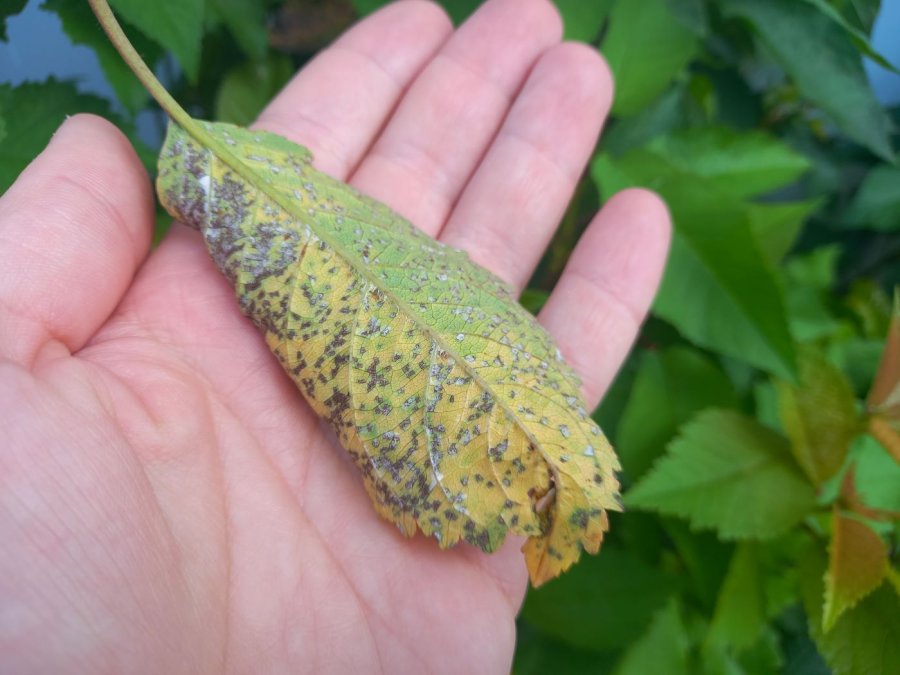 Aantasting achterkant blad door bladvlekkenziekte