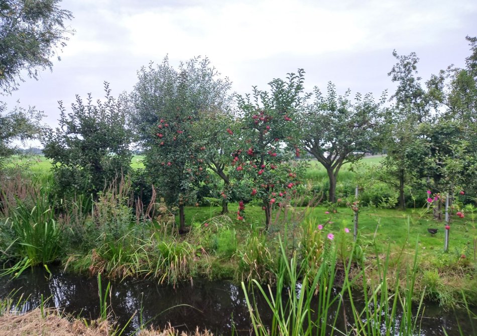 Fruittuin met laagstam appelbomen