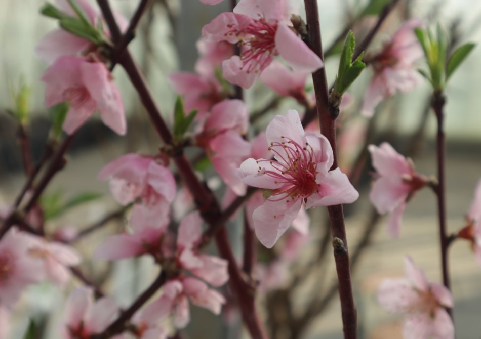 Roze bloemen van een perzikboom