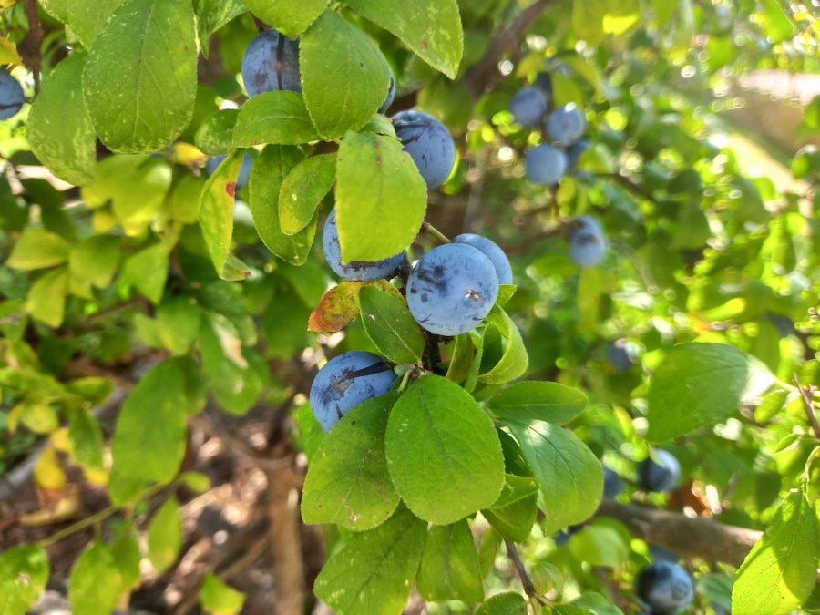 Blauwe sleedoorn vruchten