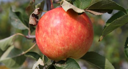 Appelboom 'James Grieve' - vanaf € 16,99 - Consumptieappelbomen