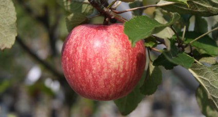 Appelboom 'Rode Dijkmanszoet' - vanaf € 19,99 - Consumptieappelbomen