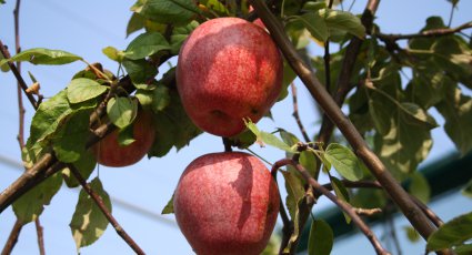 Appelboom 'Sampion' - vanaf € 22,99 - Consumptieappelbomen