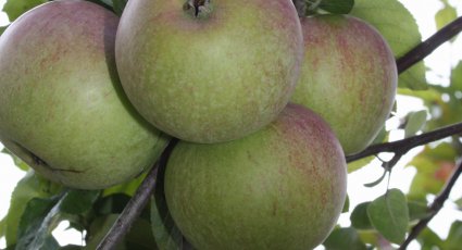 Appelboom 'Winston' - vanaf € 22,99 - Consumptieappelbomen