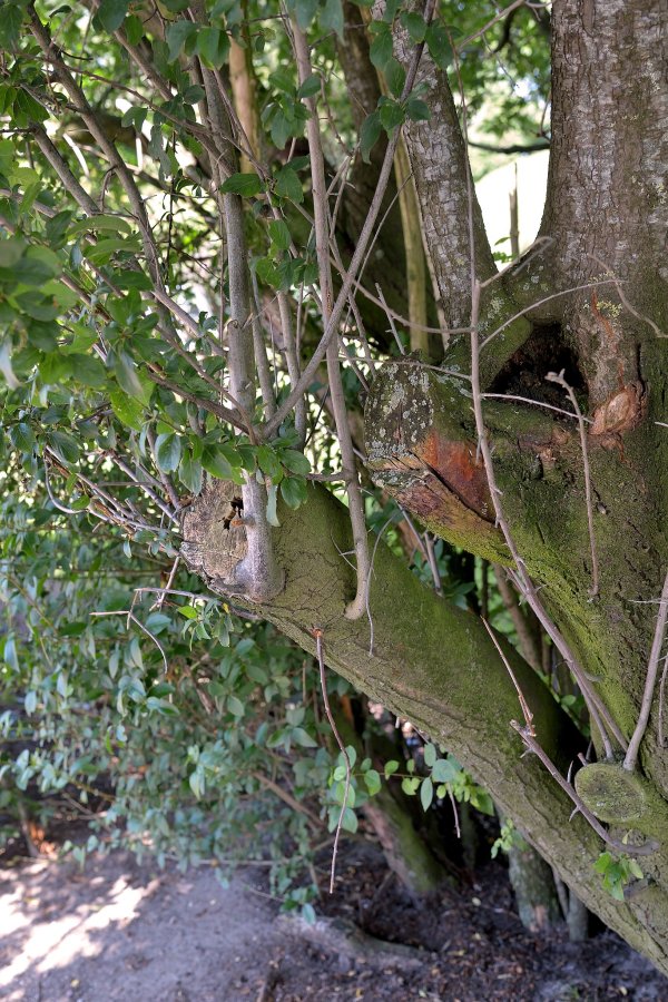 Waterloten bij een pruimenboom