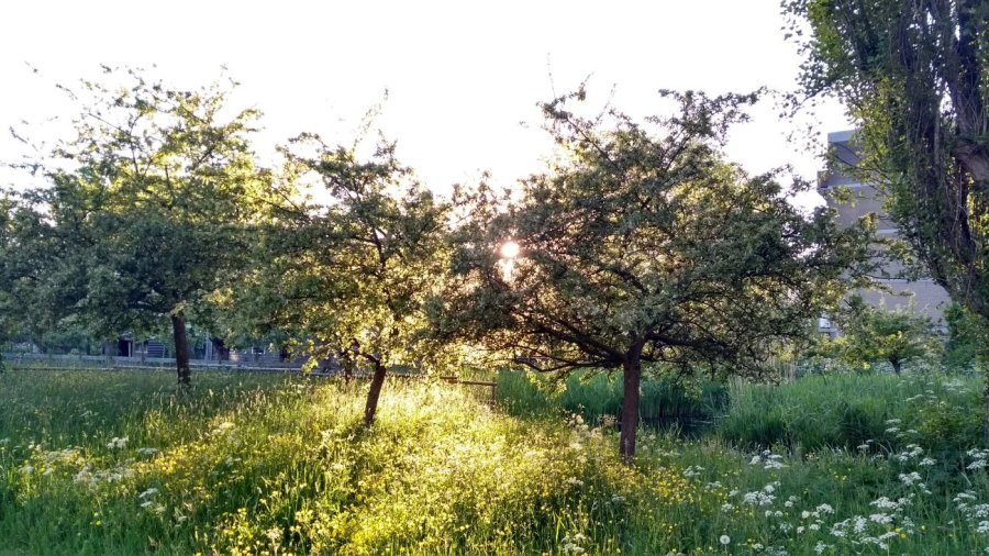 Bloesemde hoogstam bomen