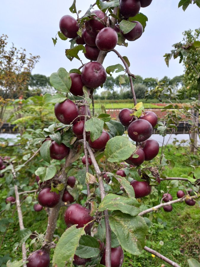 Ook de bijzondere appel Api Noir is in het voedselbos te vinden. Api Noir appel
